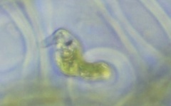 Euglena mutabilis