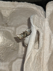 Abrostola tripartita