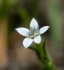 Allophyllum integrifolium