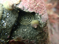 Coelotrochus oppressus