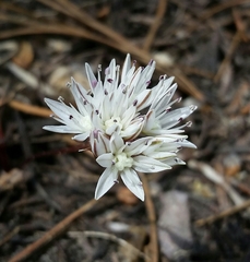 Allium tribracteatum