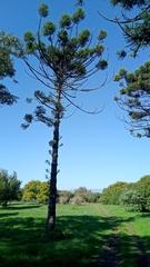 Araucaria angustifolia