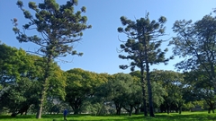 Araucaria angustifolia