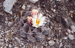 Thelocactus hexaedrophorus