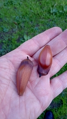 Araucaria angustifolia