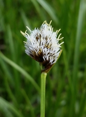Carex nervina