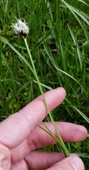Carex nervina