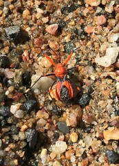 Poecilobdallus formosus