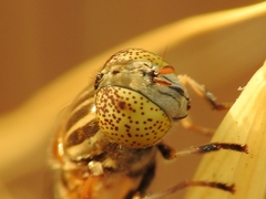 Eristalinus megacephalus