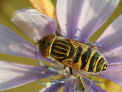 Eristalinus megacephalus
