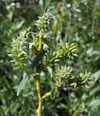Salix orestera