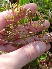 Peucedanum alsaticum