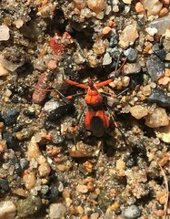 Poecilobdallus formosus