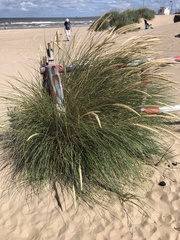 Poaceae