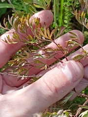 Peucedanum alsaticum