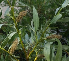 Salix orestera