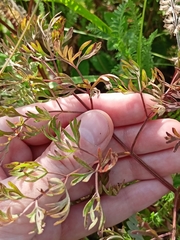 Peucedanum alsaticum