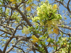 Crateva adansonii trifoliata