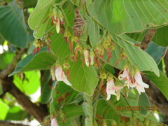 Dipterocarpus intricatus