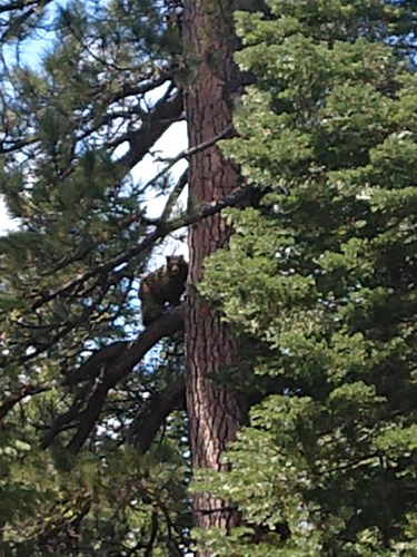 iNaturalist observation photo of American Black Bear