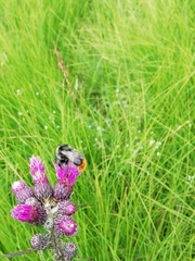 Bombus ruderarius