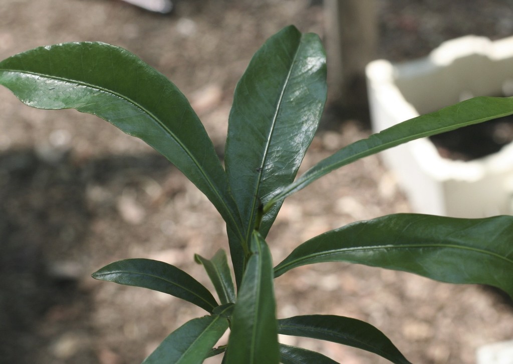 Dugula
