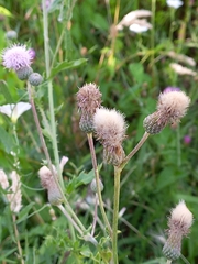Cirsium arvense