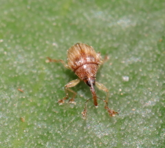Nanophyinae