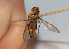 Parasyrphus annulatus