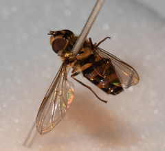 Parasyrphus annulatus