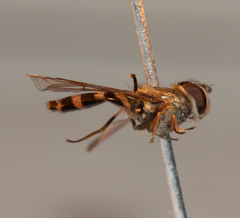 Parasyrphus annulatus