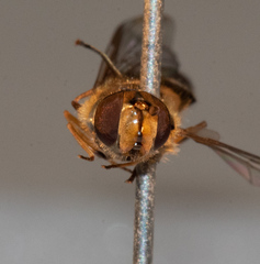Parasyrphus annulatus