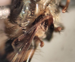 Parasyrphus annulatus