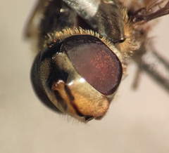 Parasyrphus annulatus
