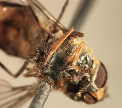 Parasyrphus annulatus