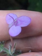 Pachystachys dubiosa