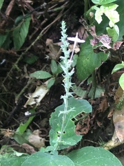 Pachystachys dubiosa