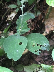 Pachystachys dubiosa