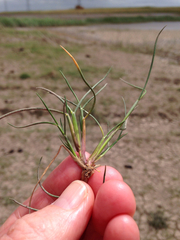 Puccinellia maritima