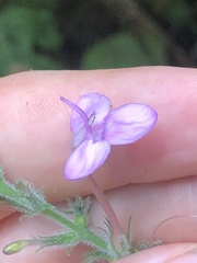 Pachystachys dubiosa