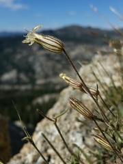 Silene bridgesii