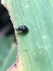 Notacanthina