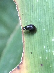 Notacanthina