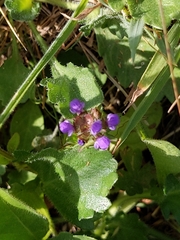 Prunella vulgaris