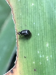 Notacanthina