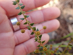 Acacia hubbardiana