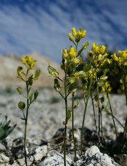 Draba albertina