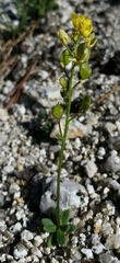 Draba albertina