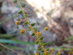 Acacia hubbardiana