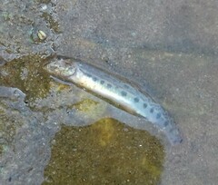 Cobitis taenia